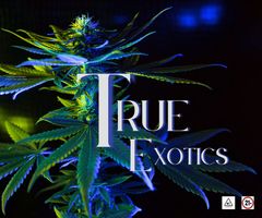 True Exotics of NC LLC