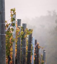<p>Pecchenino Dogliani</p>
