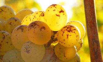 Chenin You’ll Come Back for:   Domaine Ogereau