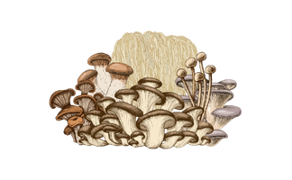 Pine Island Mushrooms, LLC