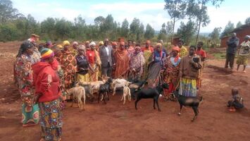 Goats for widows