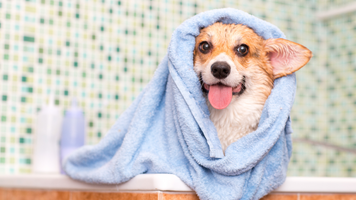 Revitalize Your Pup's Skin
