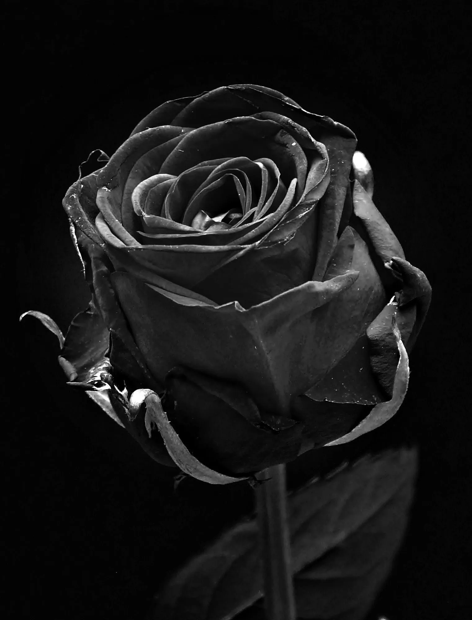 Feature Image