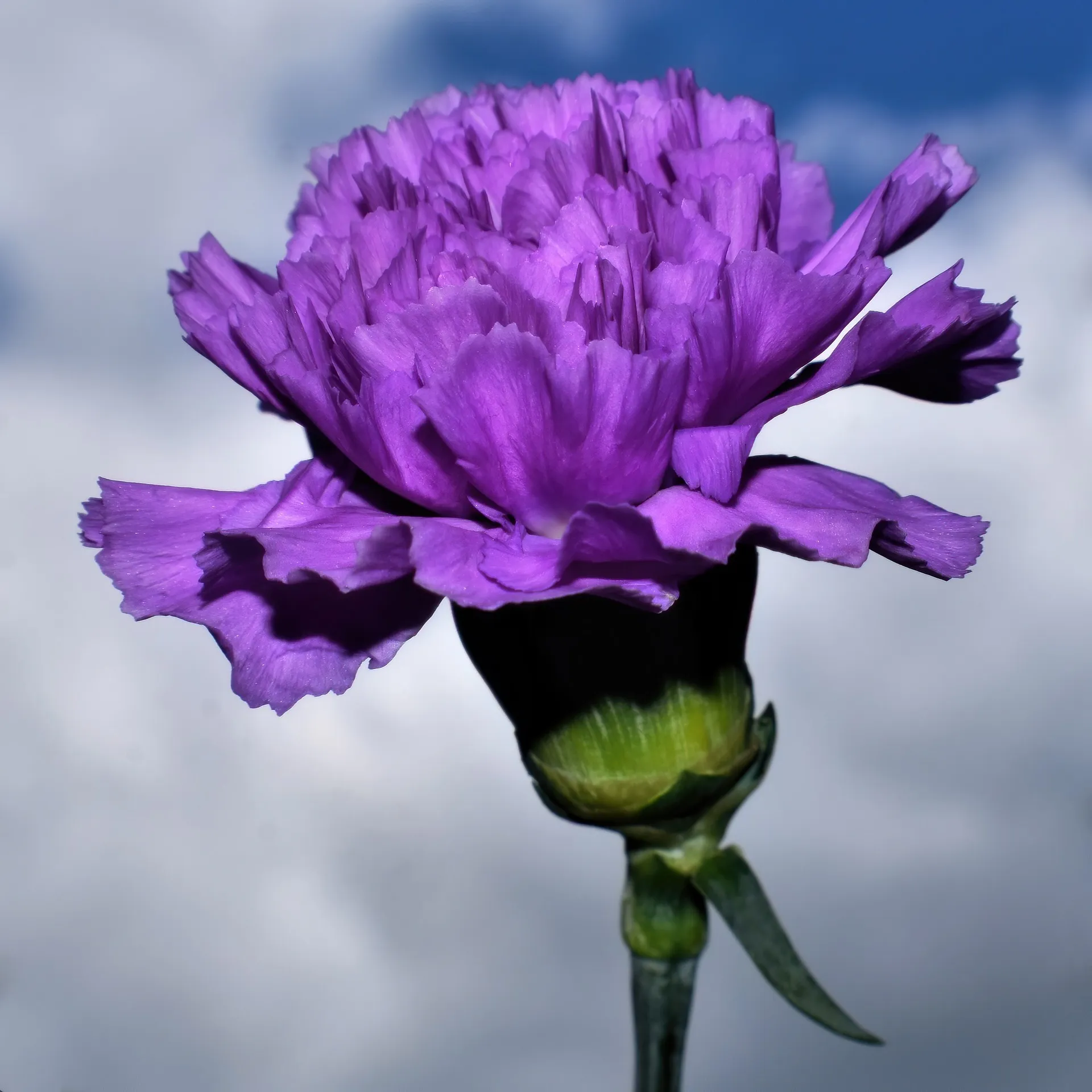 Feature Image