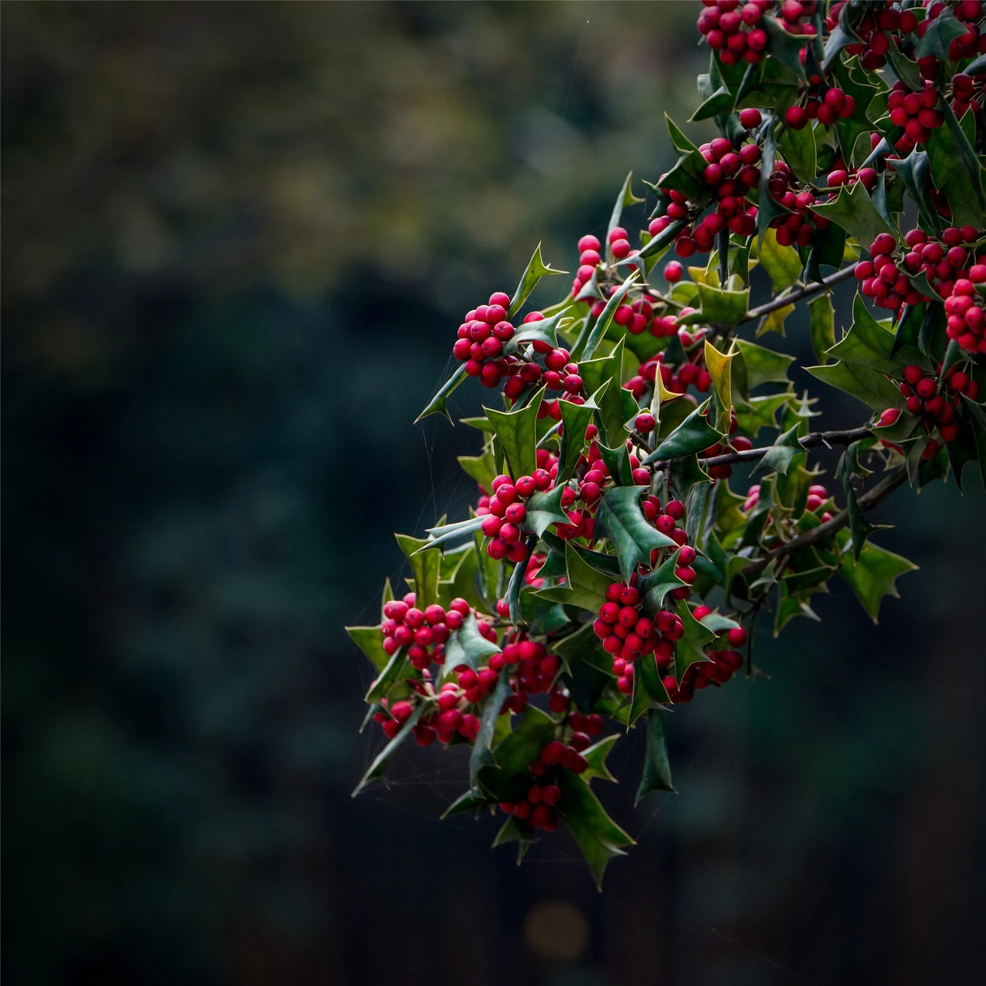 Feature Image