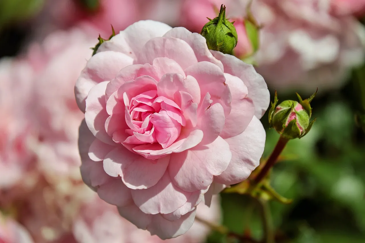 Feature Image