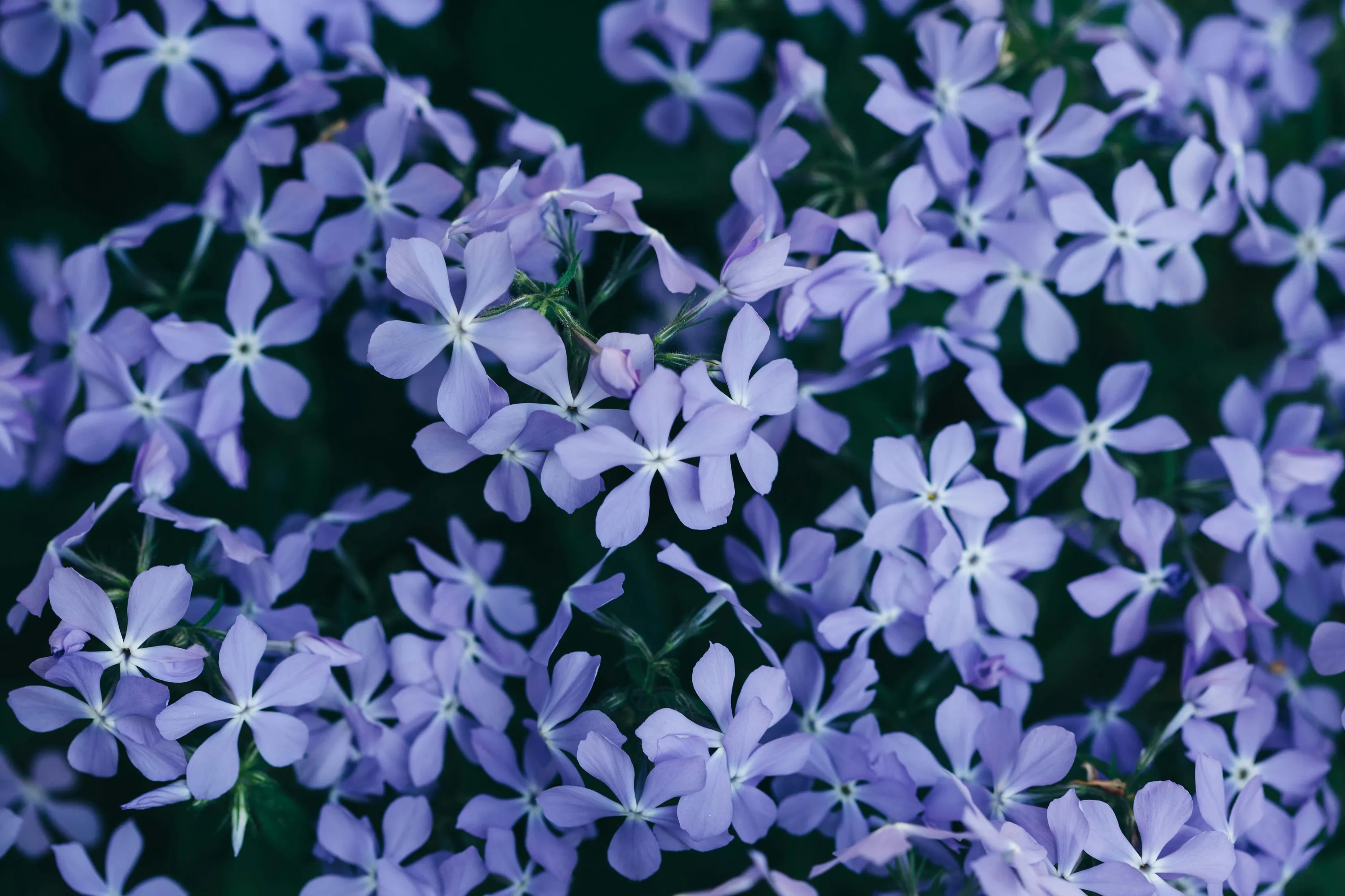 Feature Image