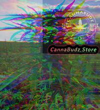 www.CannaBudz.Store