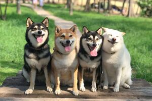 Your Trusted Source for Healthy, Adorable and Home Raised Shiba Inu Puppies!
