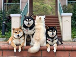 About The Happy Shibas