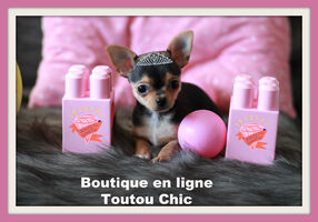 Boutique Toutou Chic