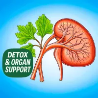 Illustrated kidney with parsley leaves and Detox & Organ Support text, highlighting a selection of supplements for cleansing and organ health.