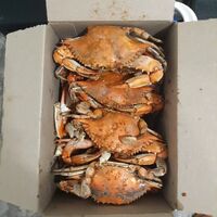 "Maryland Blue Crabs"