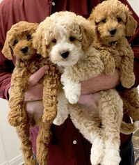 GOLDEN DOODLES FOR SALE