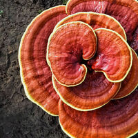 The Ganoderma Difference.