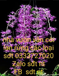 Văn còi lan rùng