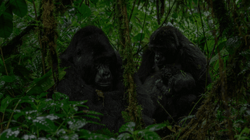 Bwindi Gorillas Concierge