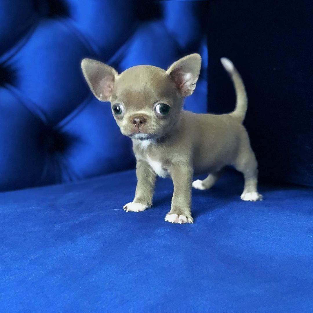 Teacup Chihuahua Puppies Home