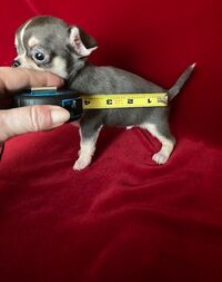 Teacup Chihuahua Puppies Home