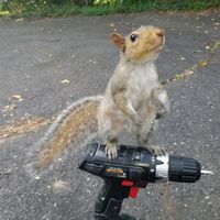 Nuts About Squirrels & More