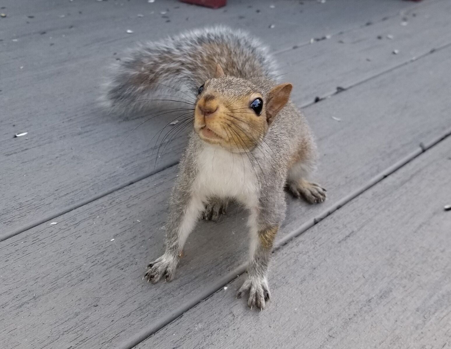 Nuts about Squirrels