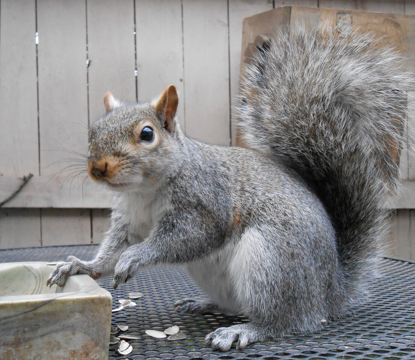 Nuts about Squirrels