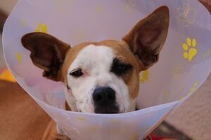 Takiba veterinaria   | La veterinaria holística para las mascotas consentidas de Zapoan