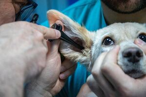  Takiba veterinaria   | Preocupados por el bienestar de tu mascota