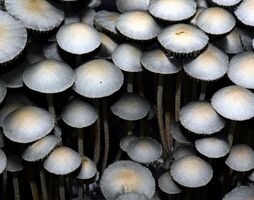 The Mushroom Spore