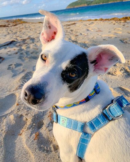 Beach dog collars best sale