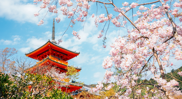 Ready to Embrace Sakura Season?
