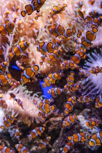 Did You know that we breed clownfishes?