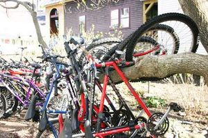 Bikes on Tree Branch