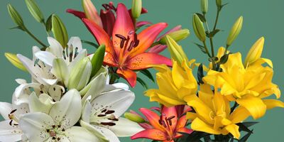 LILIES AVAILABLE - #4