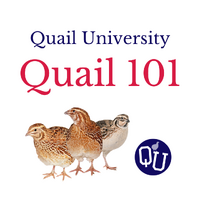 Ready to become a quail-raiser?
