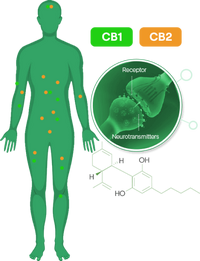 In what ways do Canna Bee CBD Gummies benefit your health?