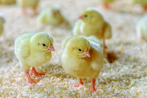 Chick Days are Here!  - #1