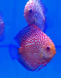 Checkerboard Discus 5" Only 220CAD - #5