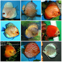 Assorted Discus 2.5" only 45CAD - #4