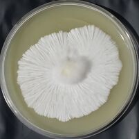 Quality Agar at a Discount Price - #1