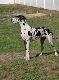 Debs majestic danes