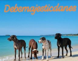Debs majestic danes