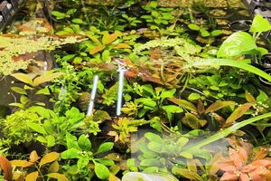 100% Submerged-Grown/Propagated Aquarium Plants - #3