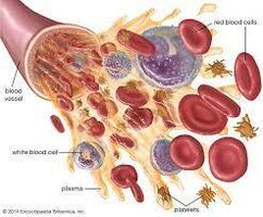 How do BioHeal Blood CBD Gummies work?