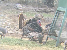 Turkey Hunting - #6