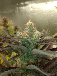 Howe Farms Cannabis seeds