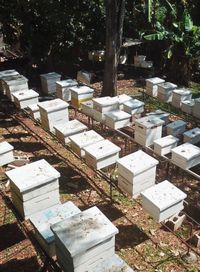 The Story Behind Miss Bee Haven