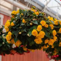 50% OFF Hanging Baskets & 4" Annuals