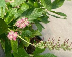 Garden Plant Feature: Clethra alnifolia, or Summersweet