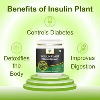 Plant Insulin Blood Sugar Supplement Reviews ([BEWARE SCAM] 2024)